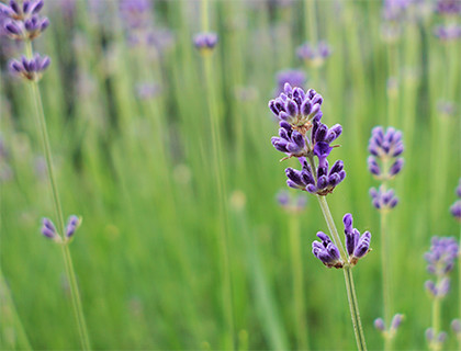 Timeless Lavender